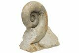 Jurassic Ammonite (Lytoceras) - Fresney, France #225759-3
